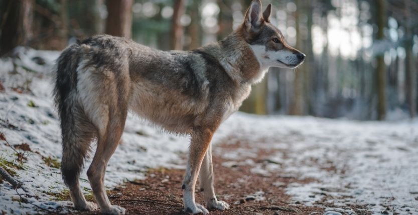 You are currently viewing Ist der Hund ein Rudeltier?